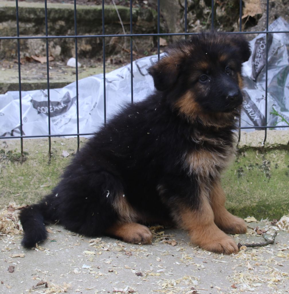 CHIOT 5 - Berger Allemand Poil Long