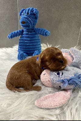 Collier BLEU - Cavalier King Charles Spaniel