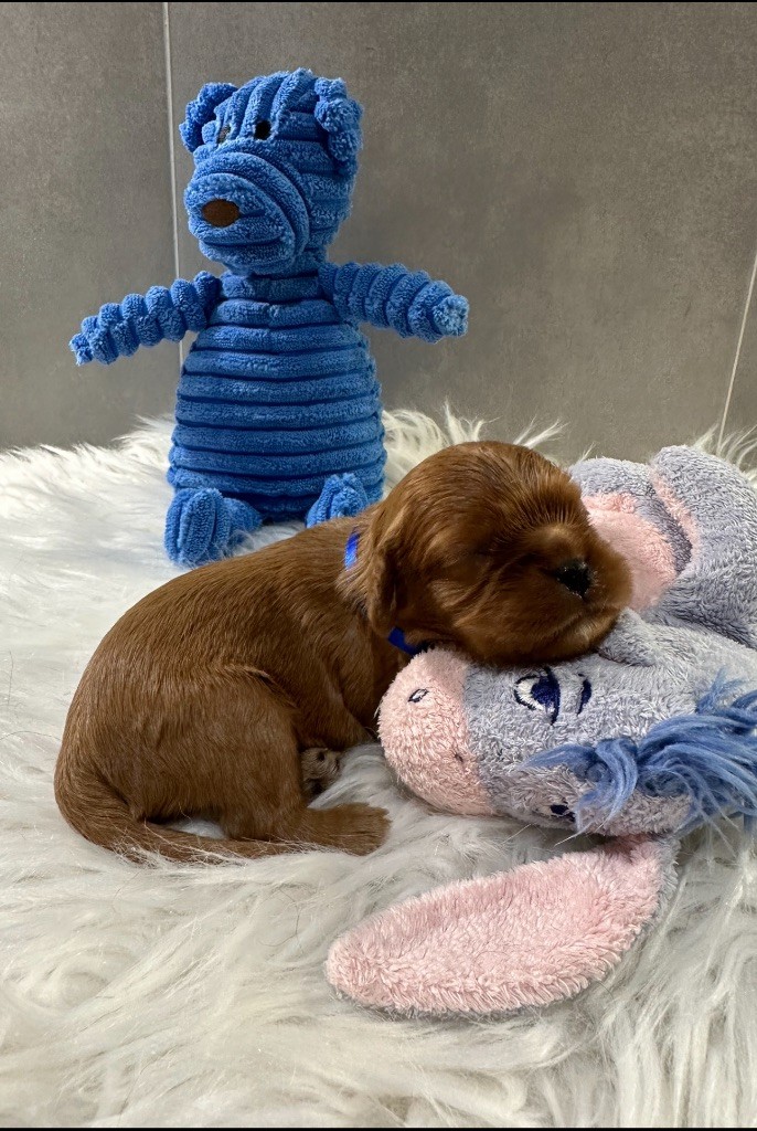 Collier BLEU - Cavalier King Charles Spaniel