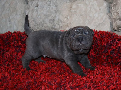 Les chiots de Shar Pei