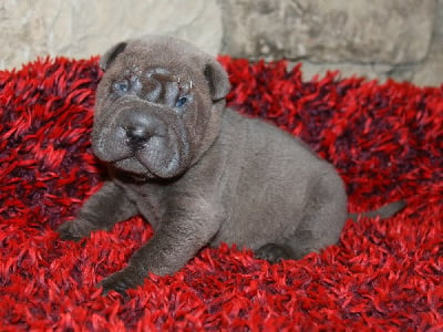 Les chiots de Shar Pei