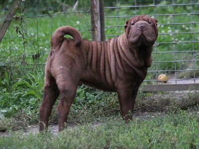 Les chiots de Shar Pei