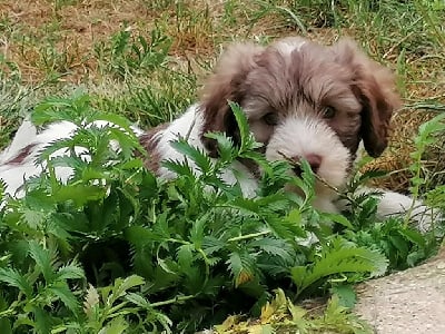 Les chiots de Berger Polonais de plaine