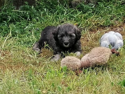 Les chiots de Berger Polonais de plaine