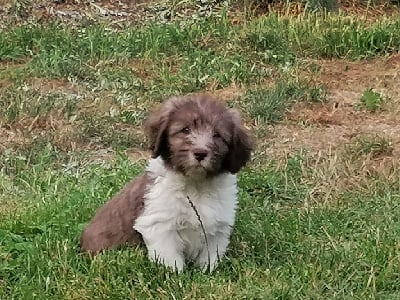 Les chiots de Berger Polonais de plaine