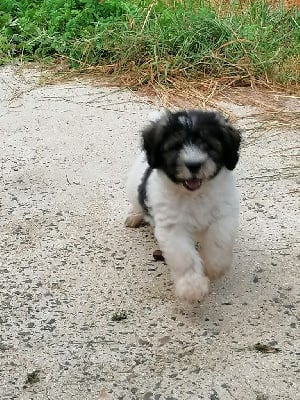 Les chiots de Berger Polonais de plaine