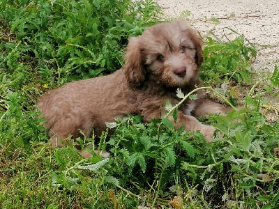 Les chiots de Berger Polonais de plaine