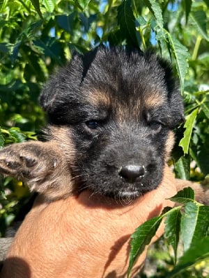 Les chiots de Berger Allemand