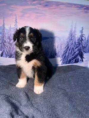 Les chiots de Berger Australien