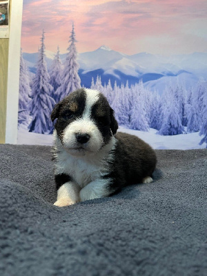 Les chiots de Berger Australien