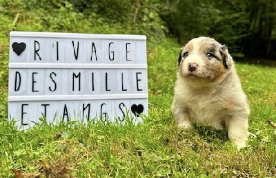 Les chiots de Berger Australien