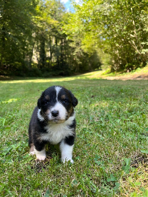 Les chiots de Berger Australien