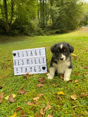 Les chiots de Berger Australien