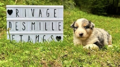 Les chiots de Berger Australien