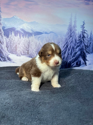 Les chiots de Berger Australien