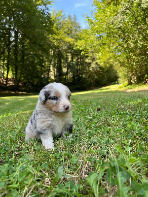 Les chiots de Berger Australien