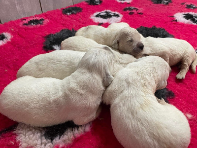 Les chiots de Golden Retriever