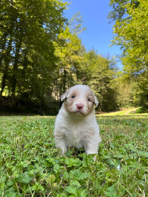 Les chiots de Berger Australien