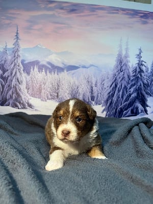 Les chiots de Berger Australien