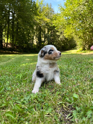 Les chiots de Berger Australien