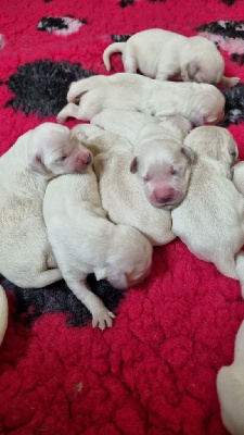 Les chiots de Golden Retriever