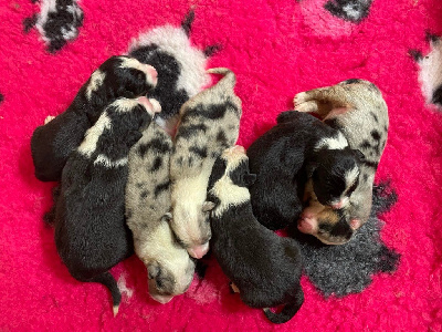 Les chiots de Berger Australien