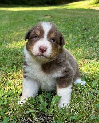 Les chiots de Berger Australien