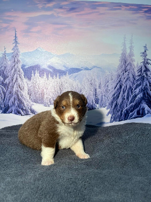 Les chiots de Berger Australien