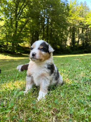 Les chiots de Berger Australien