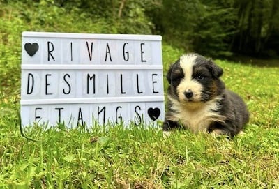 Les chiots de Berger Australien