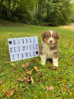 Les chiots de Berger Australien