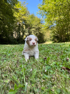 Les chiots de Berger Australien