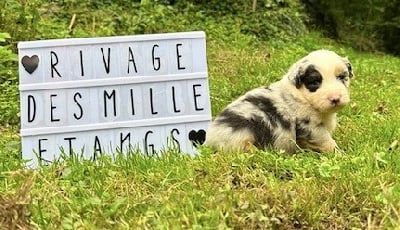 Les chiots de Berger Australien