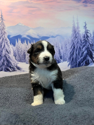 Les chiots de Berger Australien