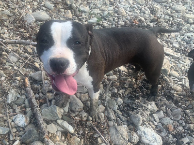 Les chiots de American Staffordshire Terrier