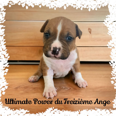 Les chiots de American Staffordshire Terrier