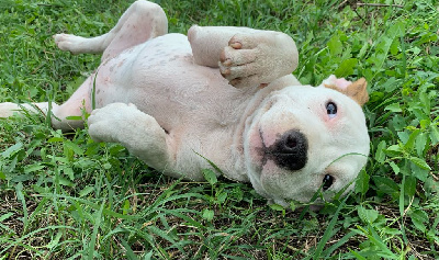 Les chiots de American Staffordshire Terrier