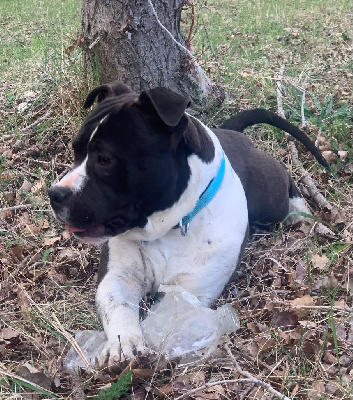 Les chiots de American Staffordshire Terrier