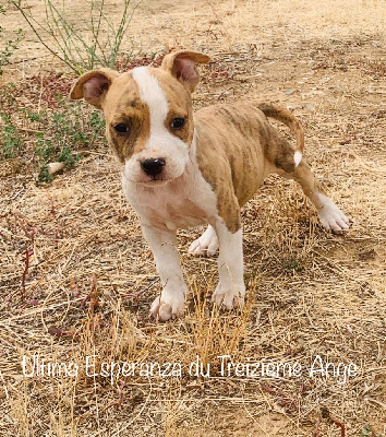 Les chiots de American Staffordshire Terrier