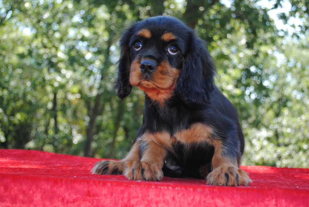 VOLTAIRE - Cavalier King Charles Spaniel