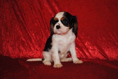 Les chiots de Cavalier King Charles Spaniel