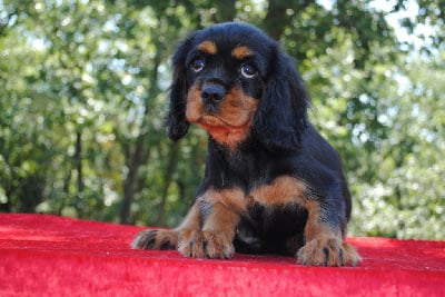 Les chiots de Cavalier King Charles Spaniel