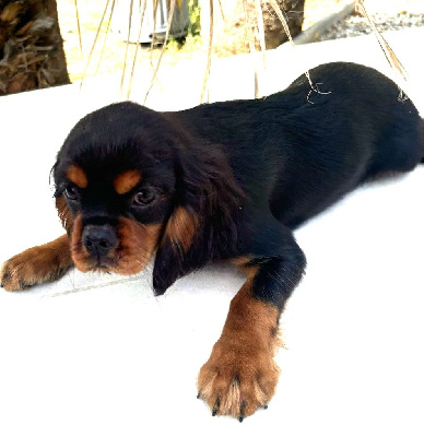 Les chiots de Cavalier King Charles Spaniel