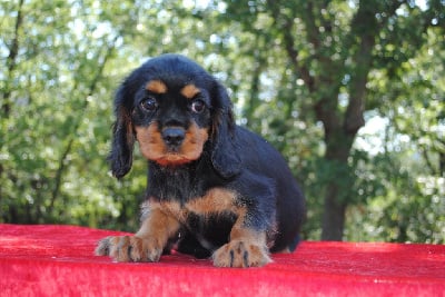 VAGHAR - Cavalier King Charles Spaniel