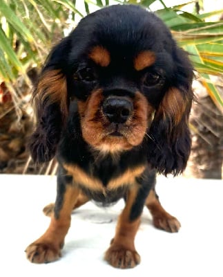 Les chiots de Cavalier King Charles Spaniel