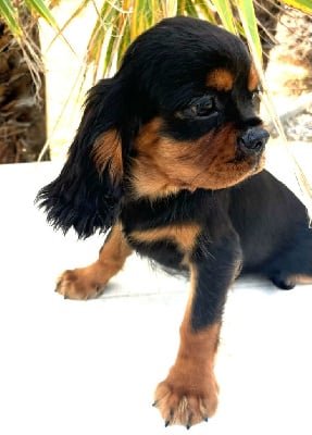 Les chiots de Cavalier King Charles Spaniel