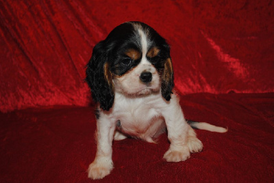 Les chiots de Cavalier King Charles Spaniel