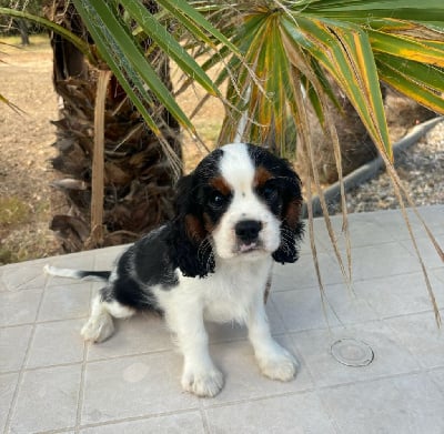 Les chiots de Cavalier King Charles Spaniel