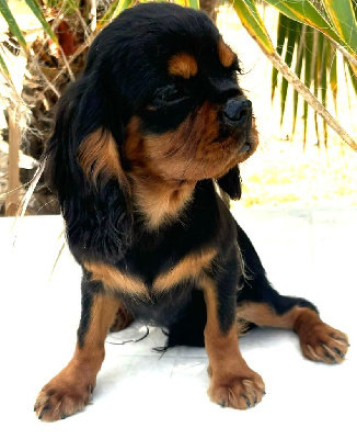 Les chiots de Cavalier King Charles Spaniel