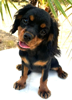 Les chiots de Cavalier King Charles Spaniel